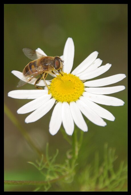 bloem en bij