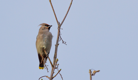 Pestvogel