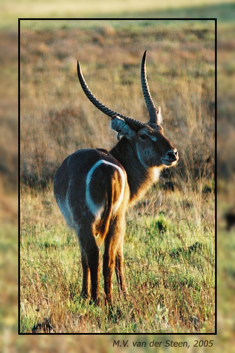 Antilope