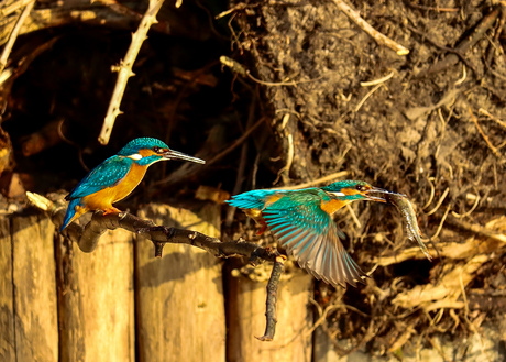 Ijsvogel