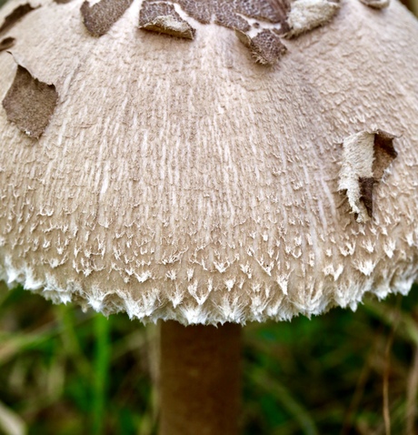 Parasolzwam 