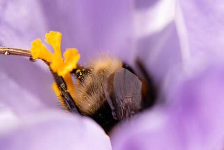 Met het kontje omhoog 