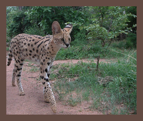 Serval on the move