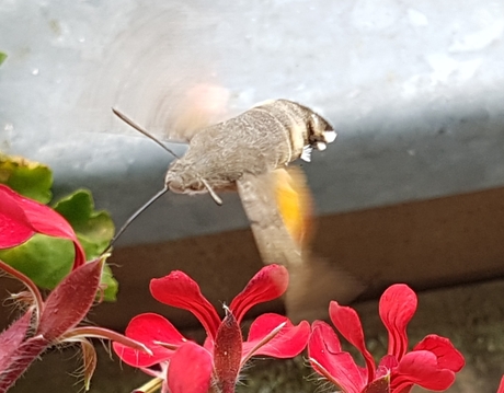 Kolibrievlinder in het Sauerland