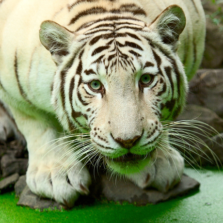 Witte Tijger