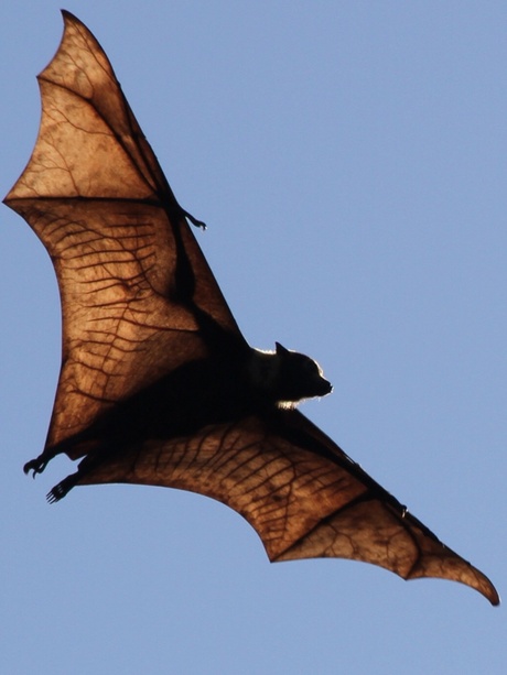 Flying Fox