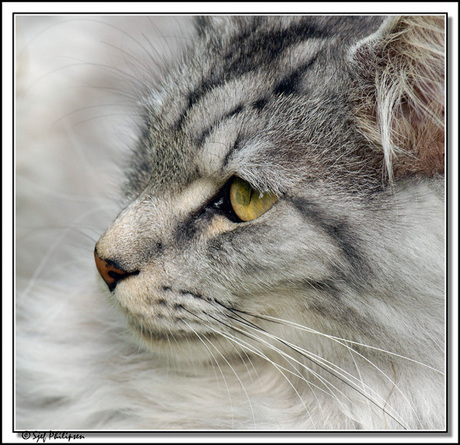 maincoon poes 4