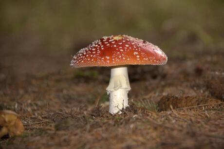 Rood met witte stippen