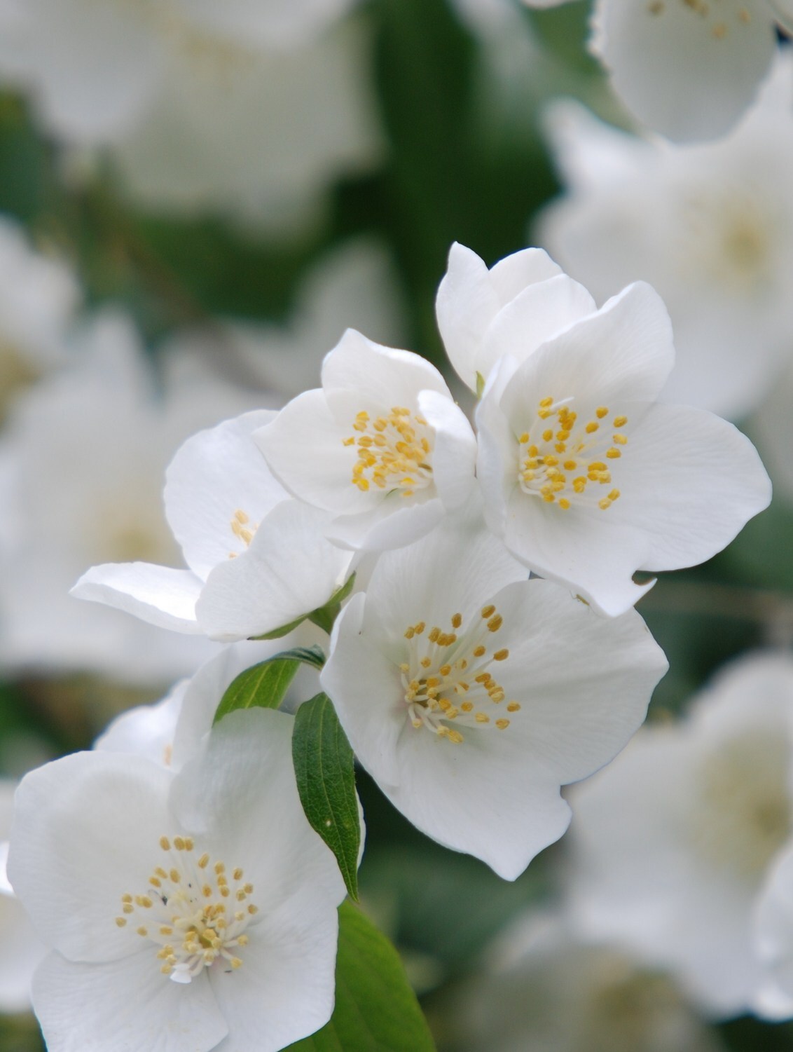 Witte bloem, - foto van huib10 - -