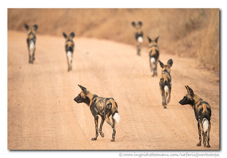 Gangs Of Ruaha