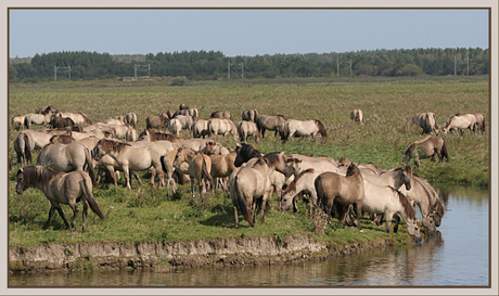 Konikspaarden