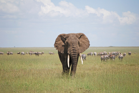 African elephant.jpg