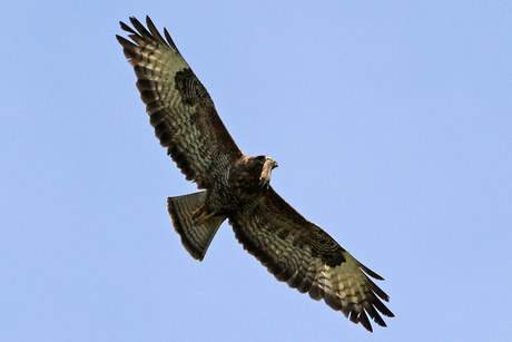 Buizerd met prooi