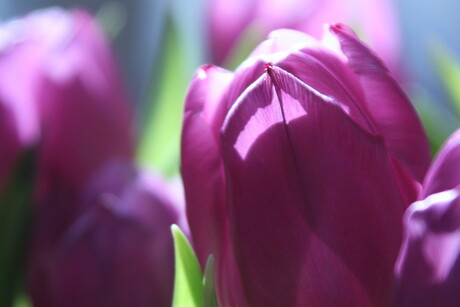 roze tulp