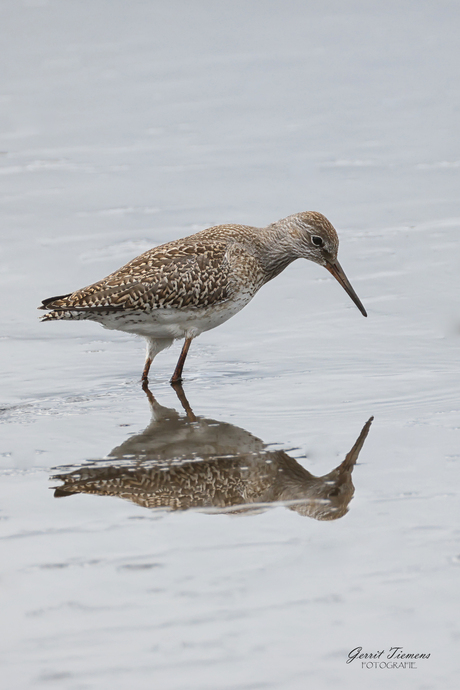Tureluur (juveniel)