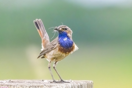 blauwborst E-L