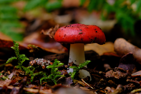 De kleine rode paddenstoel