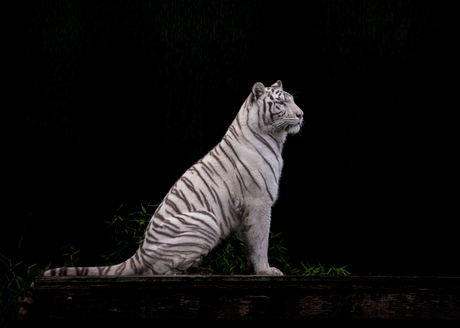 Witte tijger