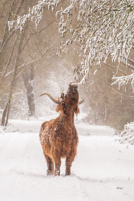 Op jacht naar groene blaatjes
