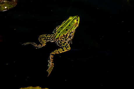 Groene kikker