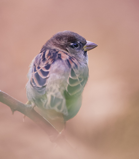 Een musje, zo gewoon, zo mooi