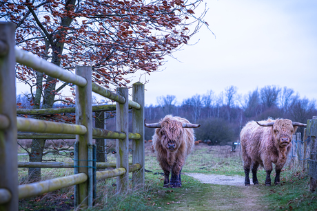 Schotse Hooglanders