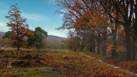 Herfstkleuren 