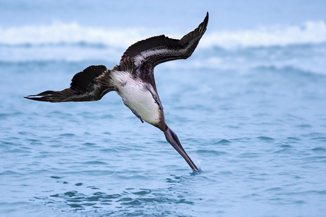 Fishing Pelican