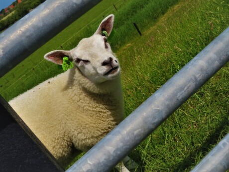 schaap.