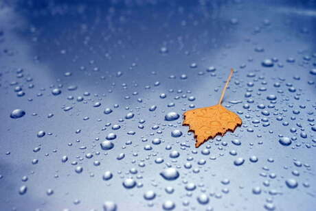 Autumn leaf