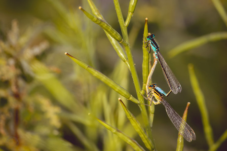 Libelle