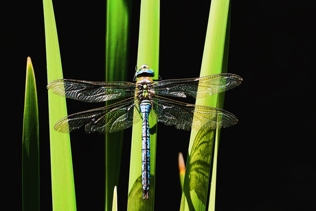 Keizerlibelle