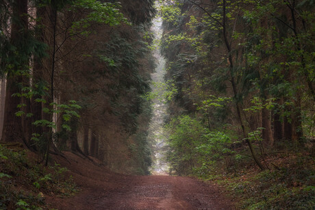 De Weg het bos uit