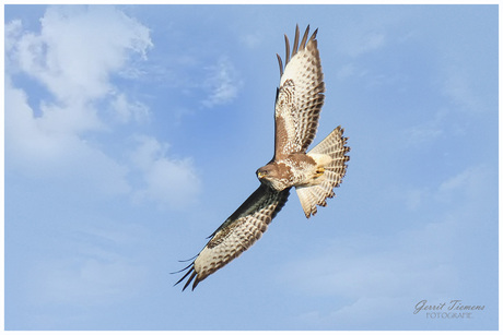 Buizerd