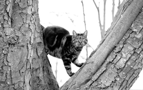 Model experimenté