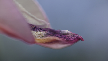tulpenblad