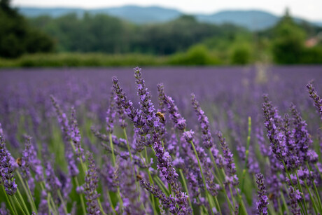 Lavendel veld in Frankrijk 