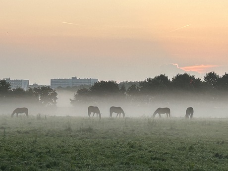 Paarden in de ochtendnevel