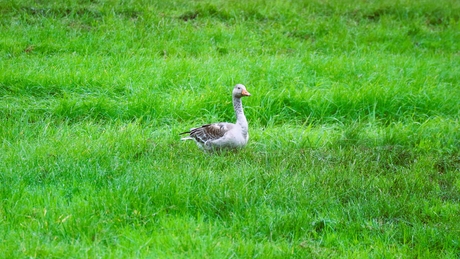 Vrij in het veld