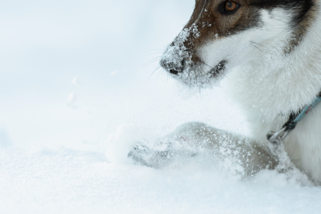 Sneeuwbeestje