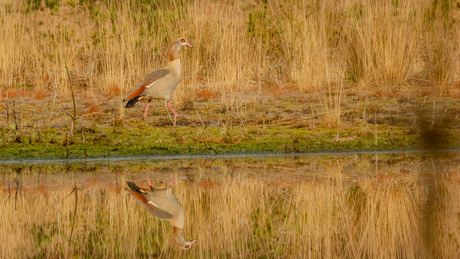 De Sprengenberg (Haarle