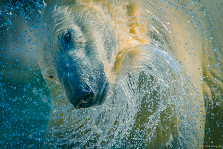 Polar bear and Drops .....