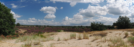 Van zand naar heide