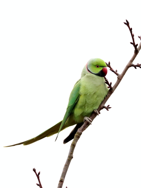 Zal ik gaan  1 van 3