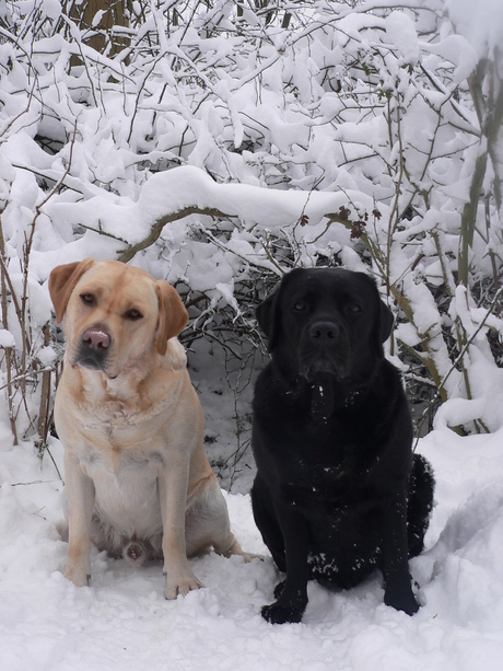 Marley en Bouncer in de sneeuw