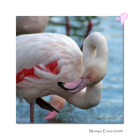 Pink Flamingo Ribbon
