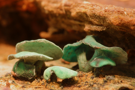 Kopergroene bekerzwam