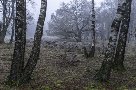 Cold and misty
