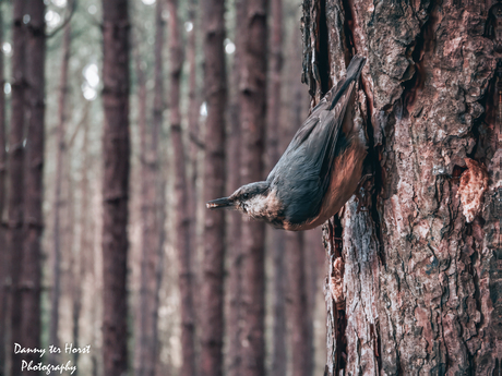 🔵 De Acrobaat van het Bos! 🔵