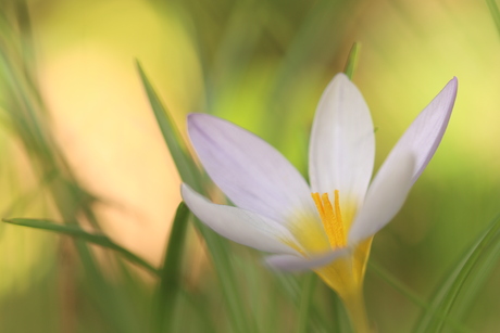 lente bloem